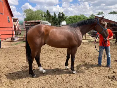 ***txt for videos! 16h off the track 5 yr old thoroughbred Very quiet and gentle, has been ranch use...