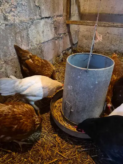 white layer hens, View more