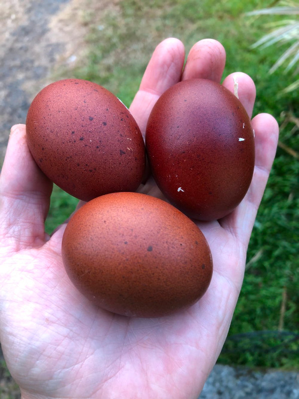 Fertilized Chicken Eggs  (Organic) in Livestock in Barrie - Image 3