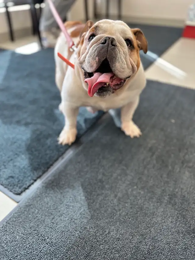 PUREBRED ENGLISH BULLDOGS CKC REGISTERED CHAMPION PARENTS in Dogs & Puppies for Rehoming in Mississauga / Peel Region - Image 8