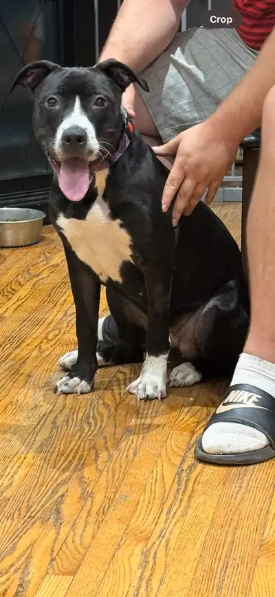 7 month old puppy, View more