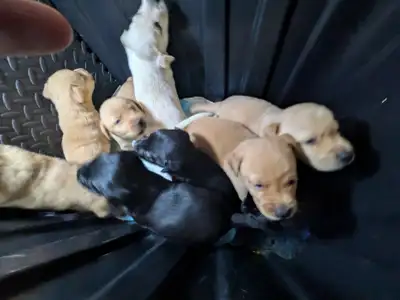 PUREBRED LAB PUPPIES FOR REHOMING., View more