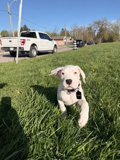 LAST MALE DOGO ARGENTINO PUPPY Currently 3 months old Both parents with champion bloodline and linea...