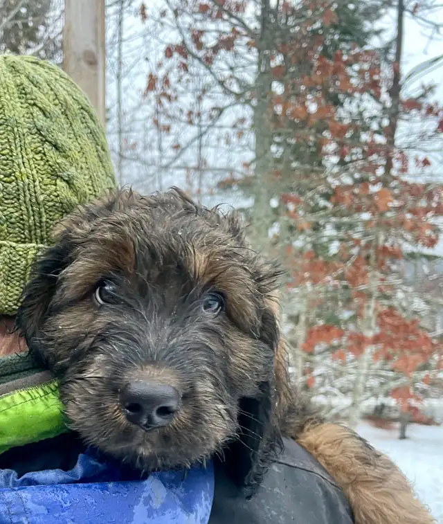 F1  tri colour hypoallergenic Bernedoodle in Dogs & Puppies for Rehoming in Calgary - Image 2
