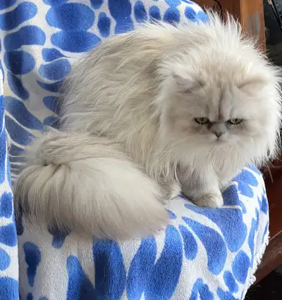 Pure Breed Male Persian Kitten , View more