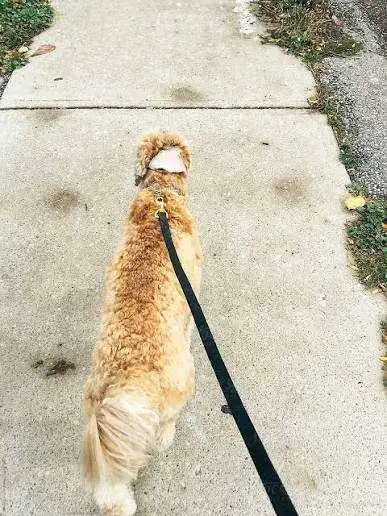 Dog Walking, View more