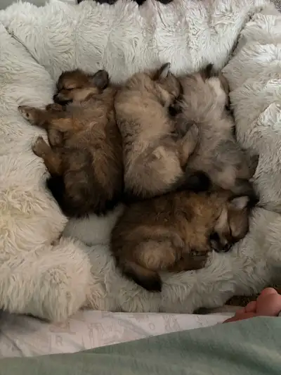 Pomeranian Puppies, View more