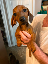 2 female pure bred mini dachshunds - $800