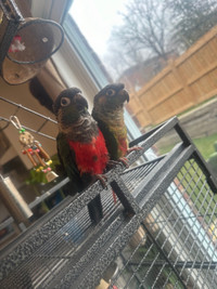 Crimson and green cheek