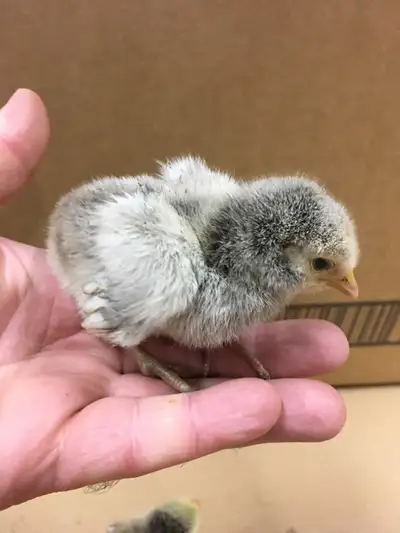 Silver laced Buff orpington chicks. Great dual purpose breed, grow to a large size. Orpington have a...