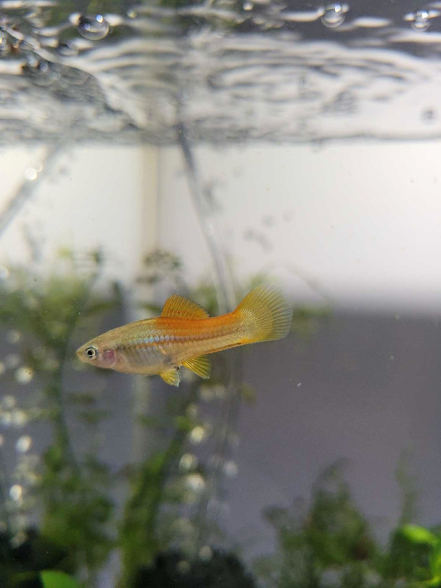 Swordtails for sale. in Fish for Rehoming in Trenton - Image 2