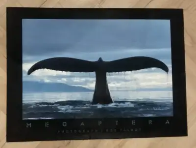 The Megaptera laminate poster by wildlife photographer Bob Talbot features a famous 1987 humpback wh...