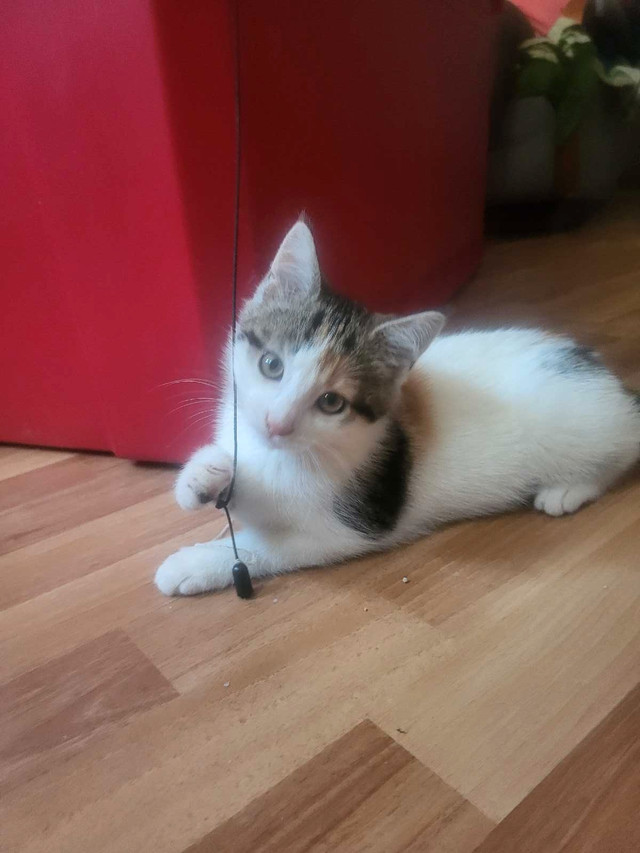 looking for her furever home  in Cats & Kittens for Rehoming in Ottawa - Image 3