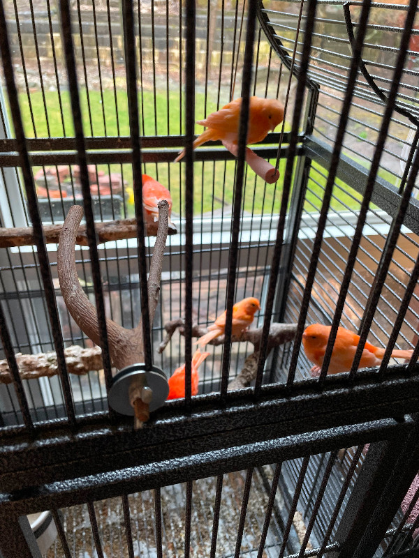 Red factor Canary for sale in Birds for Rehoming in City of Toronto