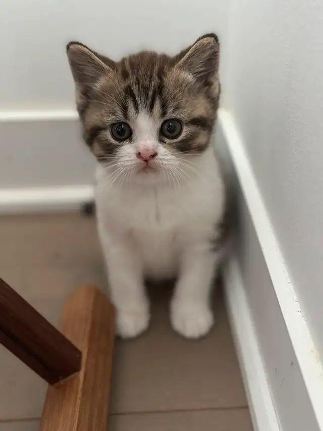 New born British short hair in Cats & Kittens for Rehoming in Laurentides - Image 4