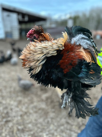  Frizzle Rooster