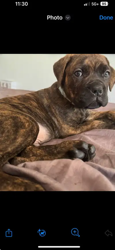 Cane Corso puppies for sale. Open house Saturday March 22nd at 3 to 5pm and 6 to 8pm, Sunday March 2...