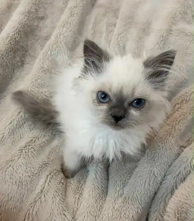 Little Girl for Rehoming, View more