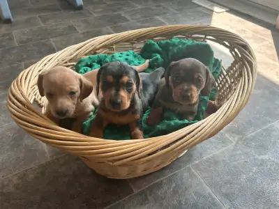 Miniature Dachshunds, View more