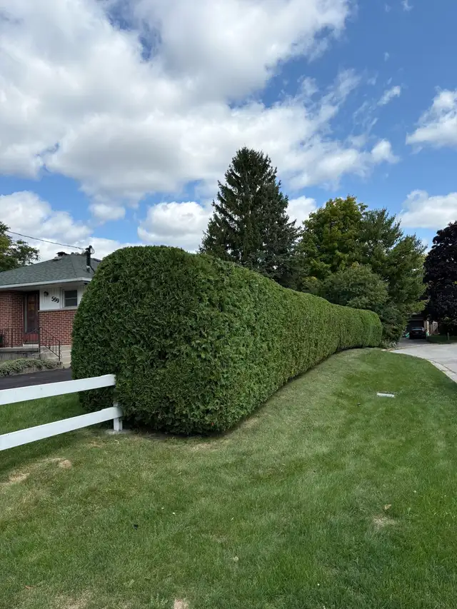 Fall Cleanups & Seasonal Yard Care – Book Before Winter! 63826837021955121