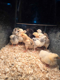 Chicks barn yard mix orpington 