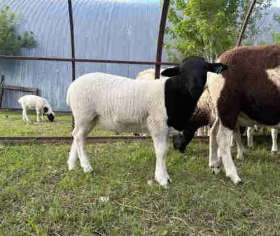 Dorper Ram Lamb for sale, View more