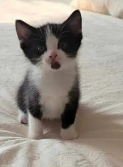 Adorable kitten, View more