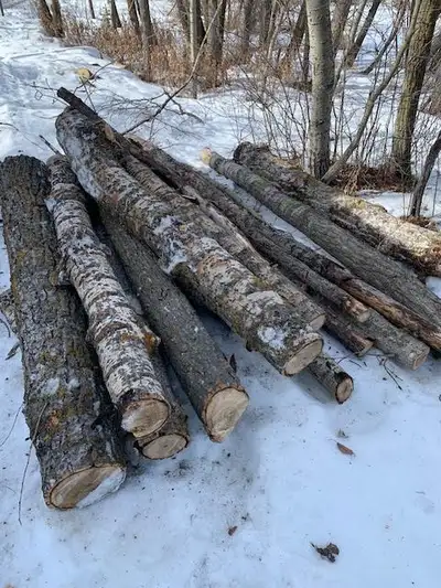 poplar fire wood, View more