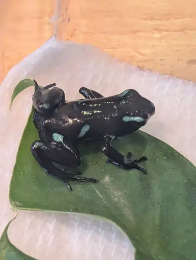 Dart Frogs, View more