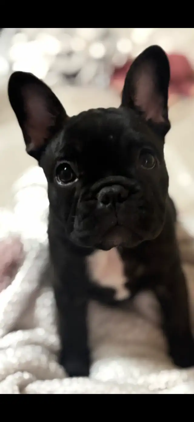 Purebread female french bulldog in Dogs & Puppies for Rehoming in City of Toronto - Image 3