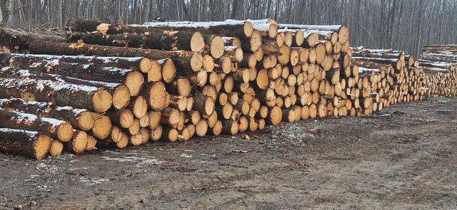 Pine and cedar sawlogs available  in Other in Kawartha Lakes