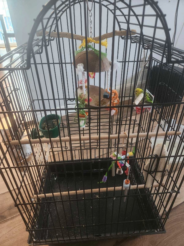 Bird and cage in Birds for Rehoming in Leamington