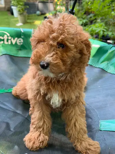 Mini poodle puppies, View more