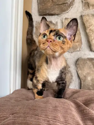 Chatons Devon rex bientôt Disponible à la réservation, View more