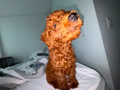 10 MONTH OLD TOY POODLE FOR SALE IN TORONTO, View more