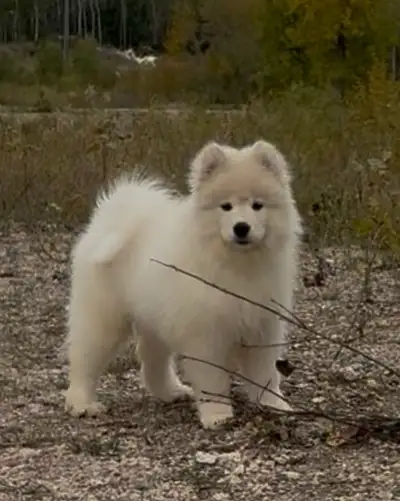 CKC  Samoyed Puppies, View more