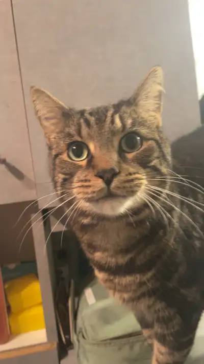 urgent moving soon 2 male adult cats, View more