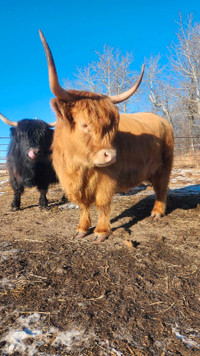 Wanted: Highlander Bull for Rent 