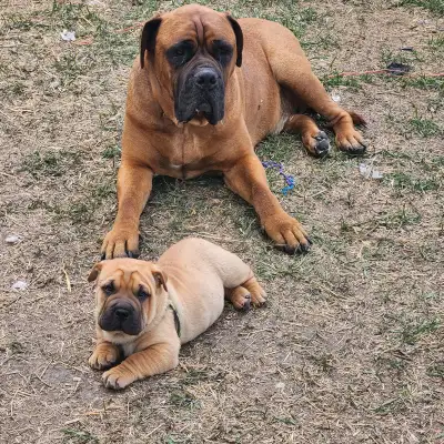 Sharpei cross pups looking for their forever home., View more