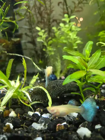 Plecos (Ancitrus), View more