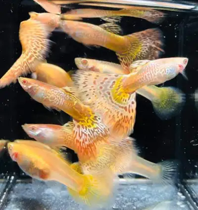 Fancy Guppy - Albino yellow king cobra (pairs), View more