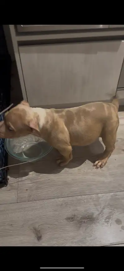 pups for sale!, View more