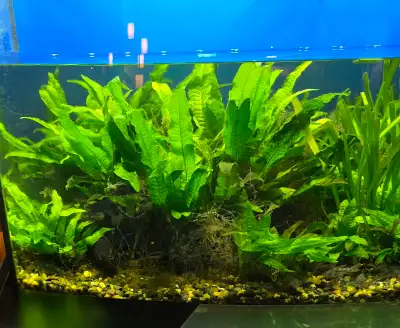 Fishtank plants, View more
