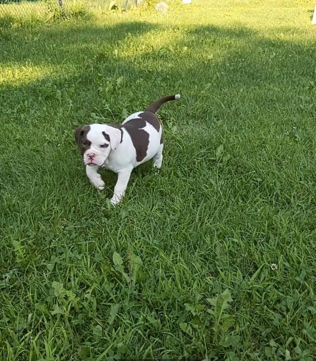 old english bulldog Chiens et chiots à adopter Granby Kijiji