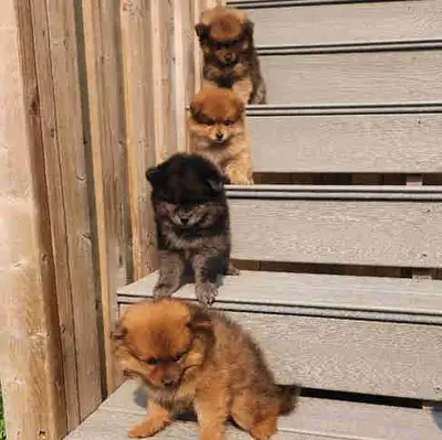 Pomeranian, View more