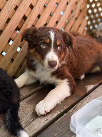 Purebred Australian Shepard Puppies, View more