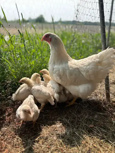 (Yamachiche) Œufs fécondés de pur poules Chantecler, View more