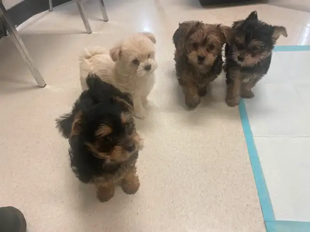 ❤️ only 2 left Adorable Teddy Bear Biewer Yorkie  puppies in Dogs & Puppies for Rehoming in Edmonton - Image 8