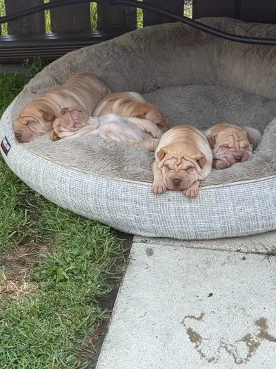pure breed shar pei puppies, View more