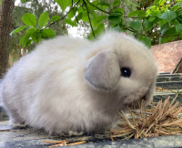 Male holland lop 